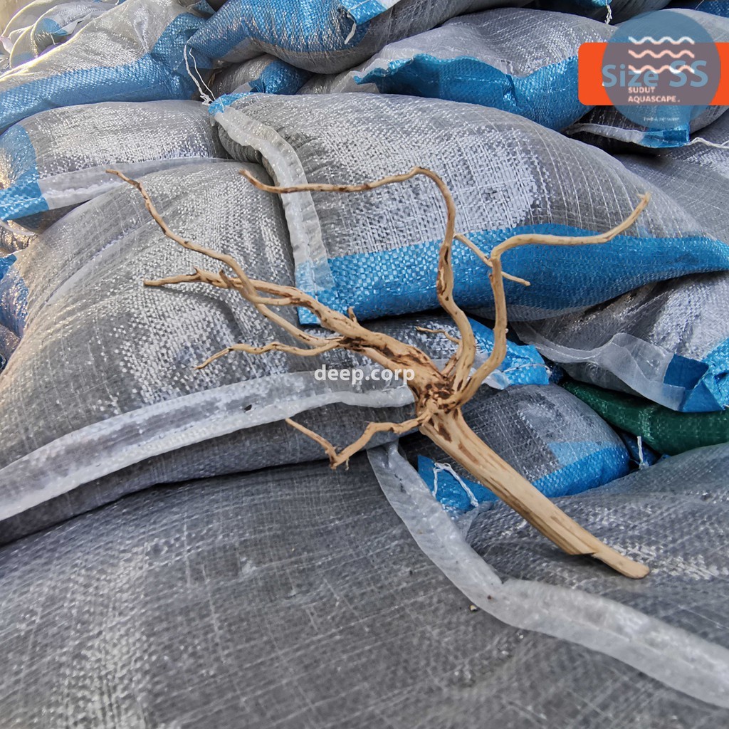 Aquascape ราซามาล่า - SS