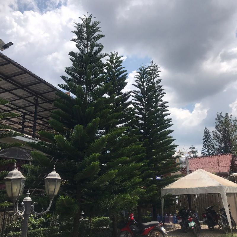 ต้นสนฉัตรเพาะเมล็ดนำเข้าฮาวาย ความสูง 50-55 ซม. ถุง 4 นิ้ว ทรงสวยประดับบ้าน