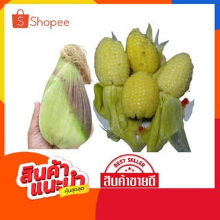 (ซื้อ3 ซอง แถม 1 ซอง คละรวมสีได้ ) มี2 สี ขาว กับเหลือง เมล็ดพันธุ์ข้าวโพดแคระเหนียวนุ่มหนึบหวานอร่อยมาก ชุด100-120เมล็ด