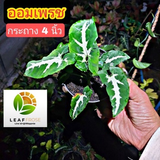 ออมเพรช Syngonium wendlandii Schott  ต้นออมเพรช กระถาง 4 นิ้ว