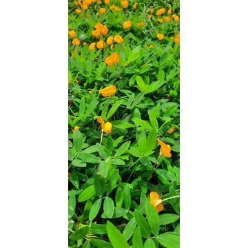 ถั่วกลาบราต้าแห้ง ขนาด 3 กก.1กระสอบต่อ1ออเดอร์เท่านั้น