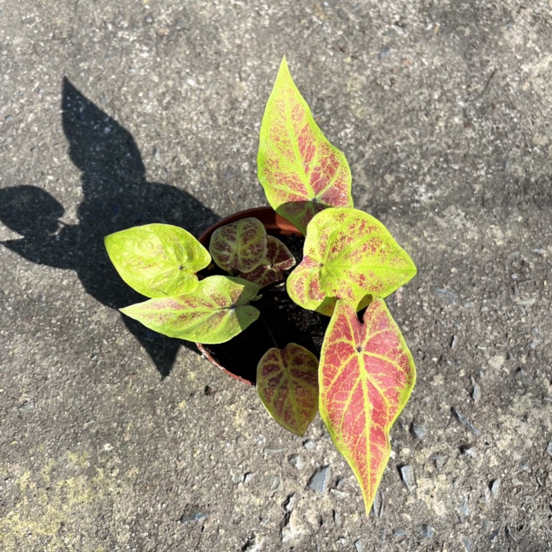 มุมมอง 2