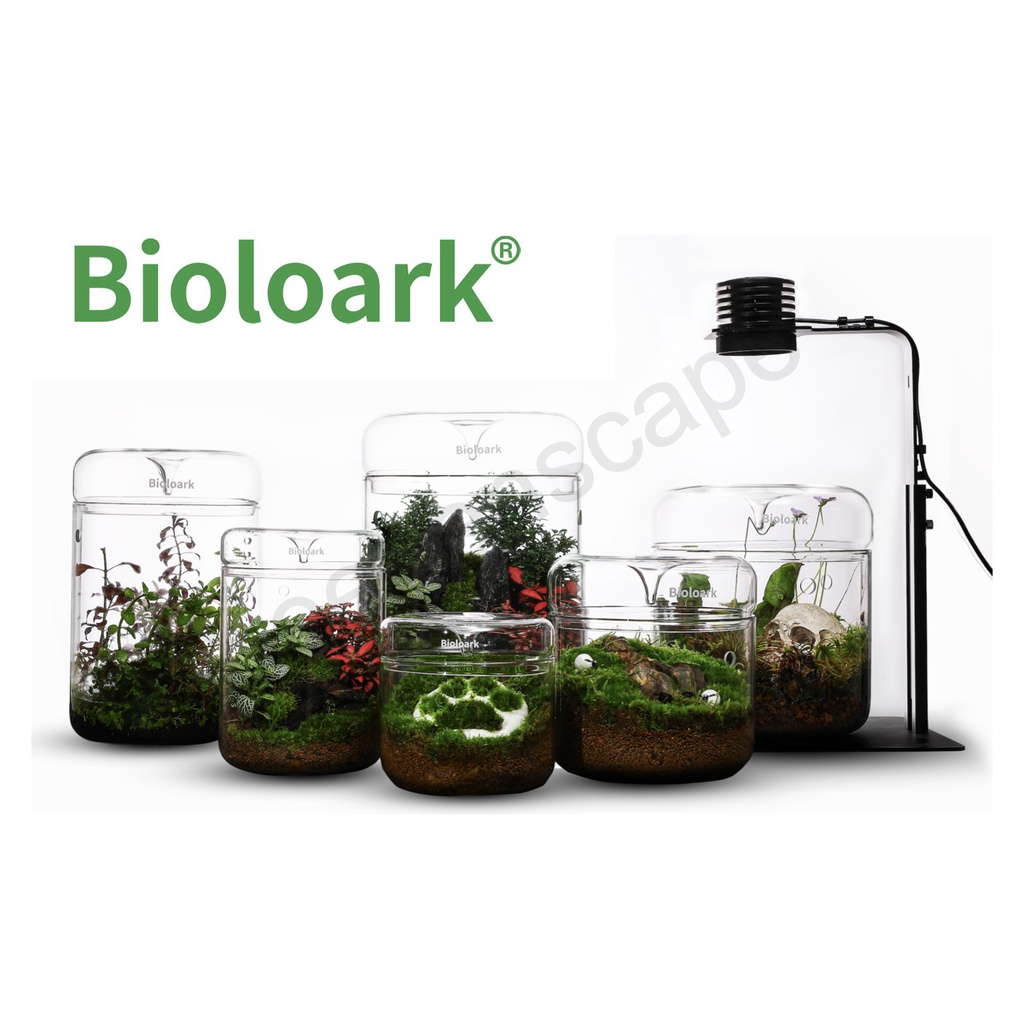 Bioloark Dew Cup โหลแก้ว สวนตกแต่งบ้าน ไบโอลาร์ค โหลแก้ว จัดสวนขวด เทอราเรี่ยม