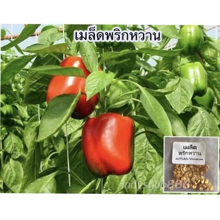เมล็ดพันธุ์ เมล็ดพริกหวาน 30-70 เมล็ด สหวาน กรอบ ไม่เผ็ด กินสดหรือปรุงอาหารได้ [10 แถม 1 คละได้]