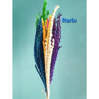 Rarin 🌾ดอกไม้เแห้ง🌿 ดอกข้าวโพด (2 กำ) 🌾 แบบผสมสี ใส่แจกันสวยมากกก  🔖กำละ 35 ฿🔖