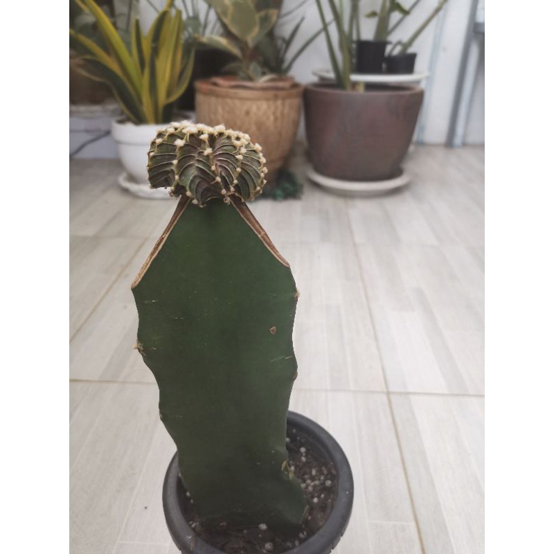 LB2178​ คริส​ แอลบีแท้คริส