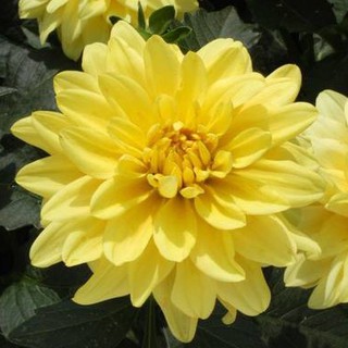 รักเร่ Dahlia สายพันธุ์ Gallery Pinto นำเข้าจากเนเธอร์แลน หัวสดใหม่ 1 หัว/ออเดอร์