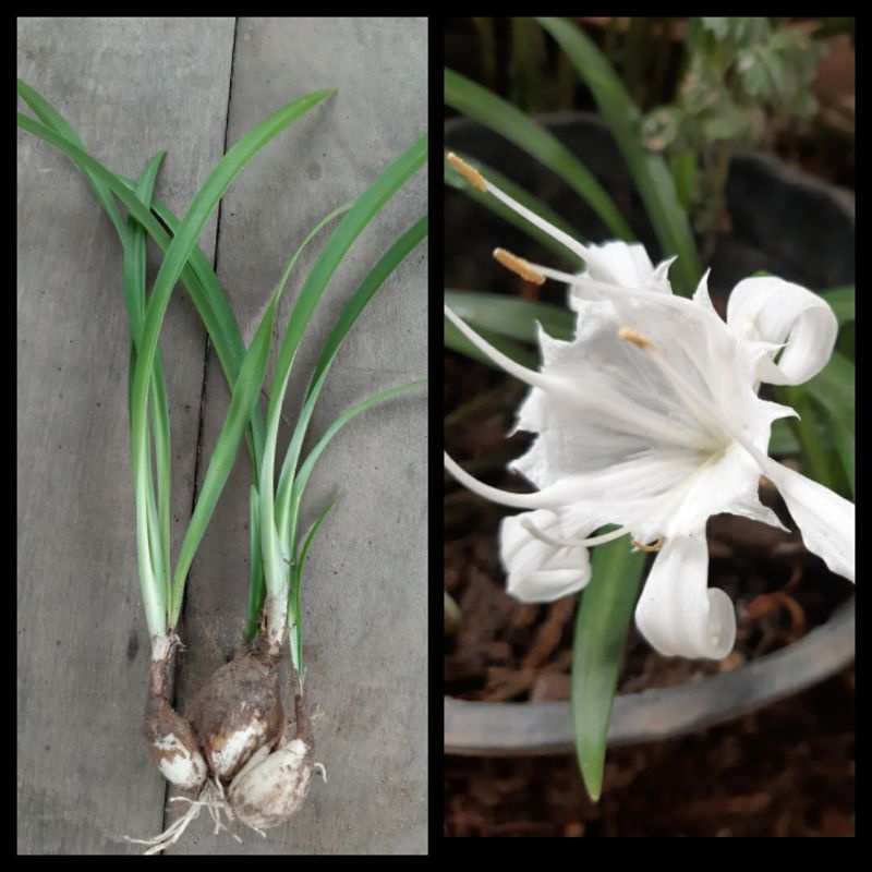 ว่านเศรษฐีน้ำเต้าทอง หัวละ 20 บาท