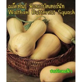 เมล็ดฟักทองบัตเตอร์นัท สควอช 10 เมล็ดButternut Squashเมล็ดนำเข้า100%