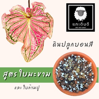 ดินปลูกบอนสี 1 กก. สูตรใหม่เพิ่ม ใบมะขาม ดินพรีเมียม ดินเนื้อเยื่อ ดินล่อราก