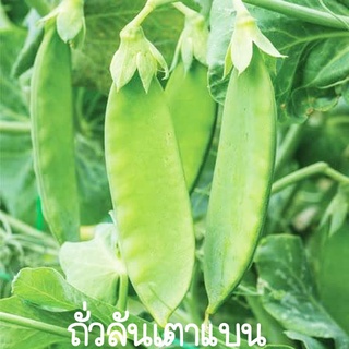 ถั่วลันเตาแบน☘️นิวซีแลนด์📌ถูกที่สุด 10 บ.📌เมล็ดพันธุ์ถั่วลันเตาแบน 5 เมล็ด☘️ปลูกง่าย☘️โตไว☘️ทานอร่อย