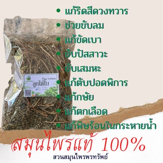 ลูกใต้ใบอบแห้ง 100%  ขนาด 50/100 กรัม