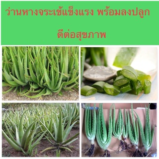 ต้นว่านหางจระเข้ หน่อว่าน ห่อสดพร้อมรากลงปลูก 2 ต้น 100 บาทครับ