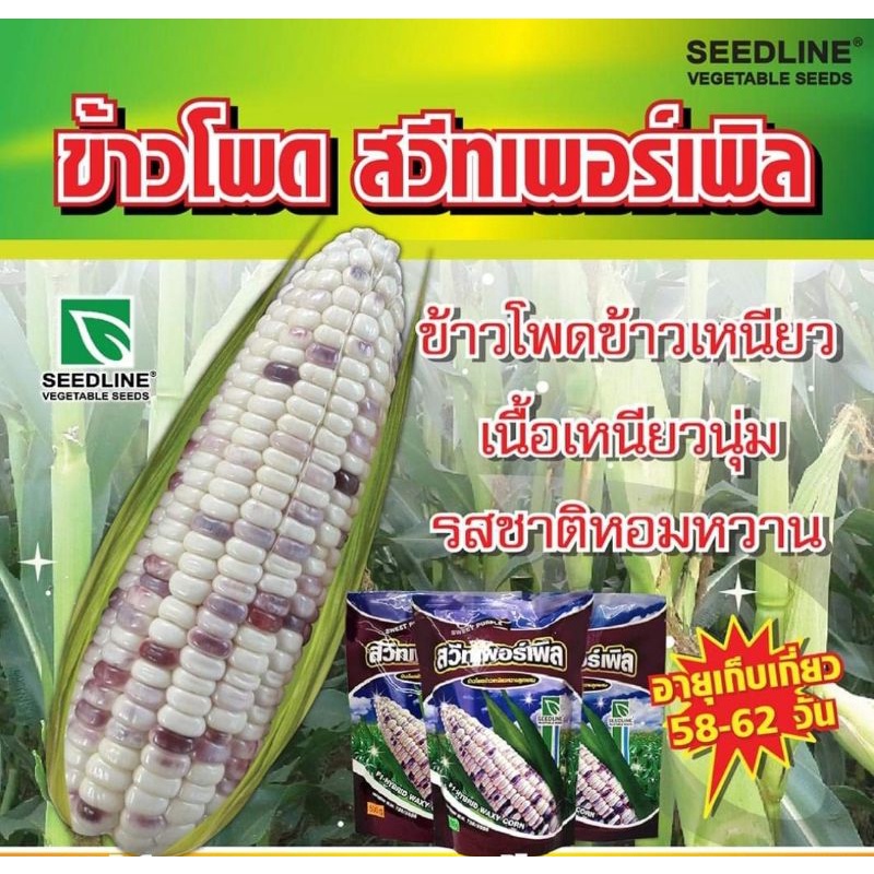 #ข้าวโพดม่วงแต้ม #ข้าวโพดม่วงแต้มสวีทเพอร์เพิล ข้าวโพดข้าวเหนียวหวานลูกผสม ถือเป็นข้าวโพดยอดนิยมตลอดกาล เคี้ยวหนึบๆ หวาน