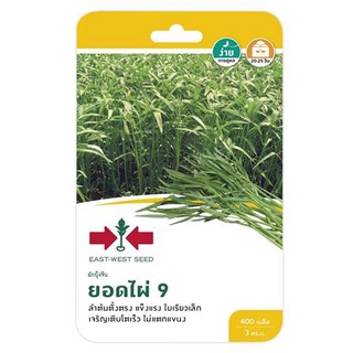 [พร้อมส่ง] HomeDoDee ผักบุ้งยอดไผ่ 9 ศรแดง เมล็ด เมล็ดพันธุ์ เมล็ดพันธุ์พืช