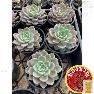 luzon areas only rare marpin/pretty in pink regular size种子/花园/内裤/苹果/通心菜/手链/木瓜/seeds/鲜花/园艺/ I3GX