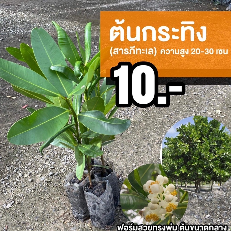 ต้นกระทิง (จำนวน 10 ต้น) สูง 30-40 เซนติเมตร #สารพีทะเล #Calophyllum inophyllum