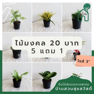 ต้นไม้มงคล 20 บาท 5 แถม 1 ต้นไม้ฟอกอากาศ ไม่มีขั้นต่ำการสั่ง อัพเดตทุกเดืแน