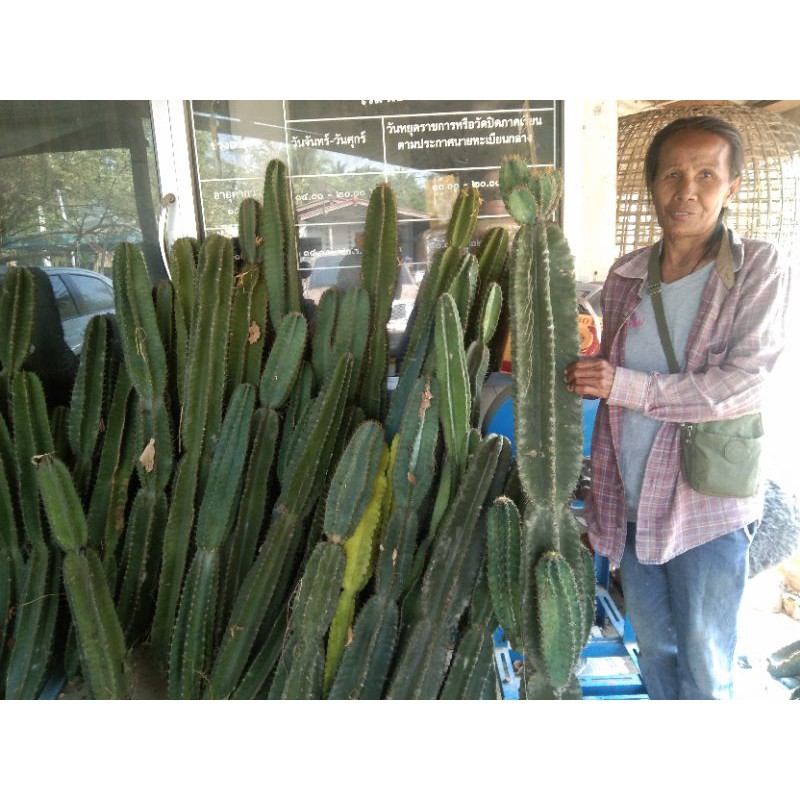กระบองเพชร คอนโดนางฟ้ายักษ์