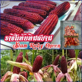 เมล็ดพันธุ์ข้าวโพดหวานทานดิบ.ราชินีทับทิมสยาม(siam ruby queen)ชุดละ 50 เมล็ด