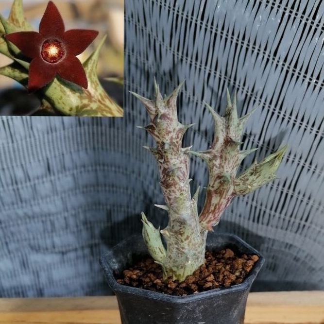 เก๋งจีน orbea decaisneana ดอกแดงเข้ม