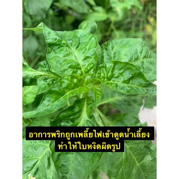 แอคทารา สารไทอะมีทอกแซม25%WGขนาด2กรัมสารป้องกันกำจัดเพลี้ยไฟเพลี้ยแป้งเพลี้ยอ่อนแมลงวันทองในพื้ชทุกชนิดป้องกันได้ดีมากที ราคา ถูกที่สุด ดีลบีเคเค แกลเลอรีภาพที่ 5