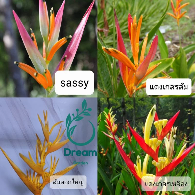 หน่อเหง้าเบิร์ดออฟพาราไดซ์ แดง❤ ส้ม🧡ชมพู💖 ต้นไม้ประดับรั้ว ตกแต่งสวน