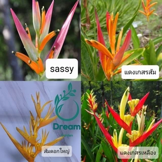 หน่อเหง้าเบิร์ดออฟพาราไดซ์ แดง❤ ส้ม🧡ชมพู💖 ต้นไม้ประดับรั้ว ตกแต่งสวน