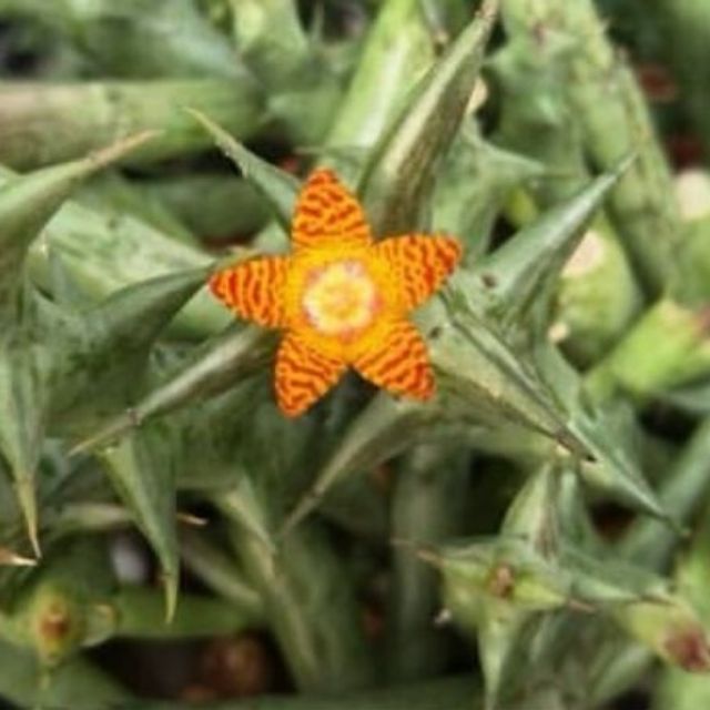 เก๋งจีน orbea schweinfurthii​ ดอกสีส้มเหลือง