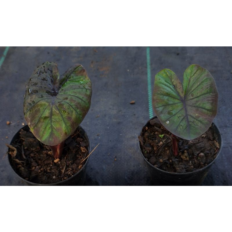 Colocasia kona coffee - บอนโคน่าคอฟฟี่ กระถาง 4 นิ้ว