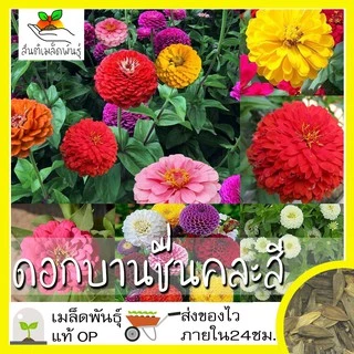 เมล็ดพันธุ์ ชุดดอกบานชื่น ปลูกง่าย ทนร้อน โตไว พร้อมส่ง บานชื่นคละสี/สีขาว/พรมเปอร์เซียร์/สีเหลือง/สีม่วง/ลิลลิพุท/สีส้ม