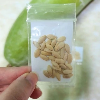 ฟักแฟงยักษ์🎯ถูกที่สุด10บ.🎯เมล็ดพันธุ์ฟักแฟงยักษ์10-50 เมล็ด🌱ปลูกง่าย🌱ลูกใหญ่ยักษ์