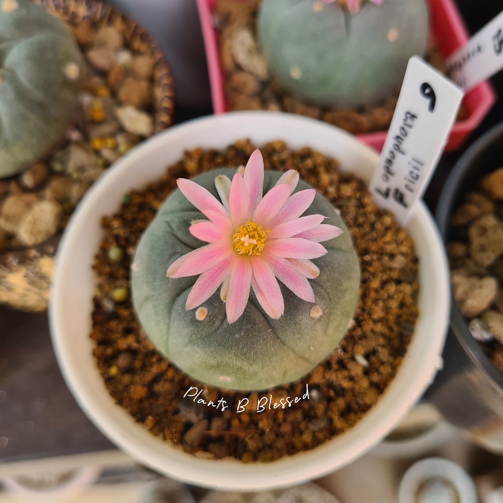 LF9-🌸 Lophophora Fricii โลโฟโฟรา ฟริซิไอ(ไม้เมล็ด) 🌸 หัวกลม หน้าสวย ดอกใหญ่