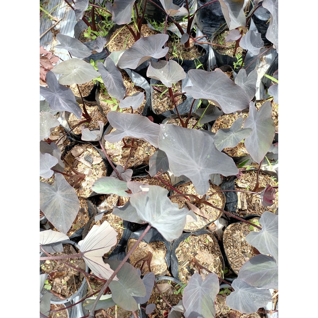 Colocasia black runner l โคโลคาเซีย แบล็ครันเนอร์