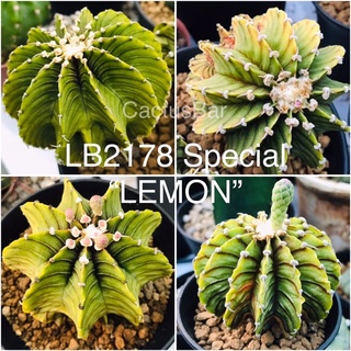 Hot ลุ้นด่าง!!! เมล็ด ยิม LB2178 สีตองอ่อน คัดพ่อแม่ตองอ่อน ด่าง ชุด50+เมล็ด LB2178 Special Lemon form(cactus/แคคตัส)