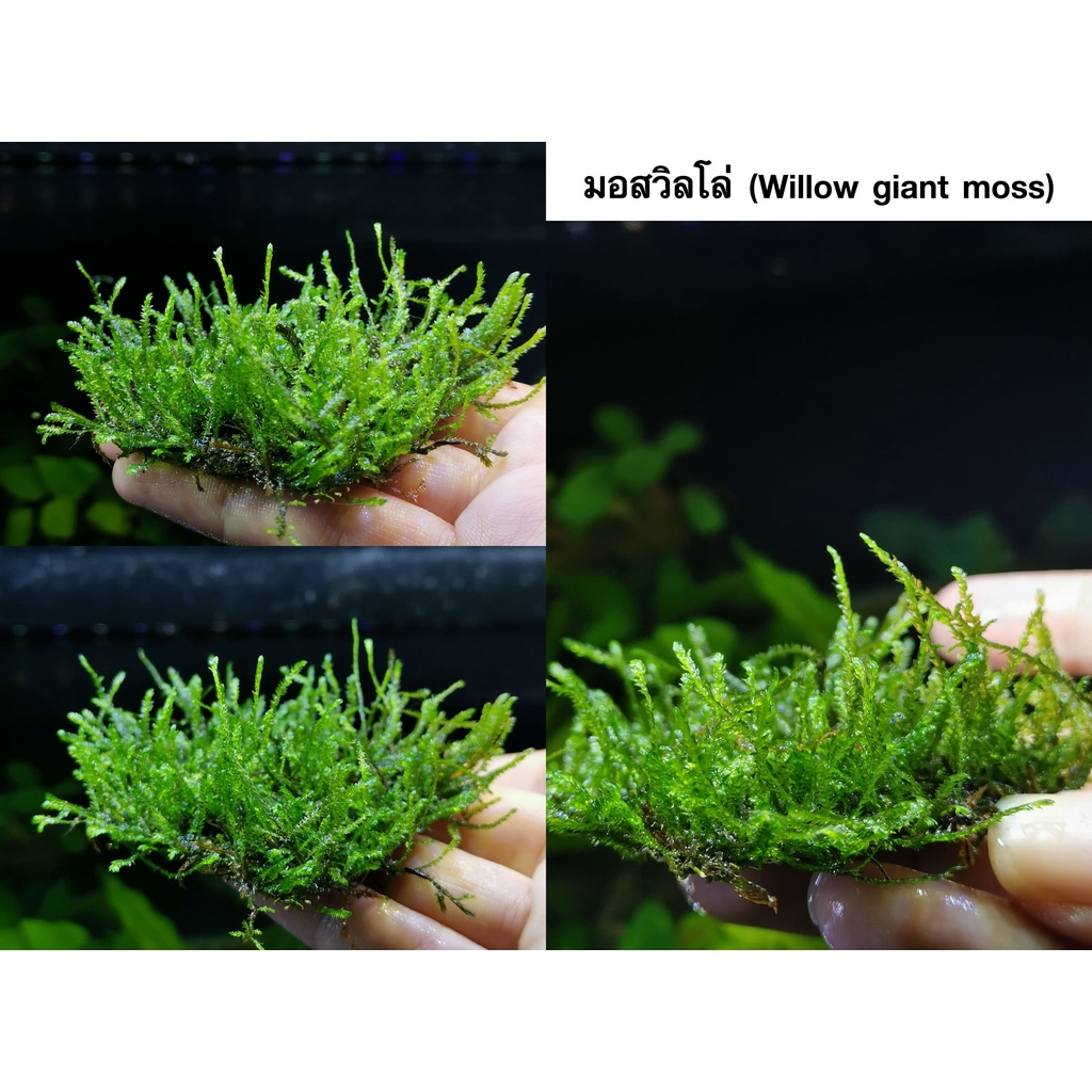 มอสวิลโล่  ( Willow moss )​พันตะแกรงสเตนเลส ต้นไม้น้ำ ต้นไม้น้ำตกแต่งตู้ปลา ***กรุณาอ่านรายละเอียดก่