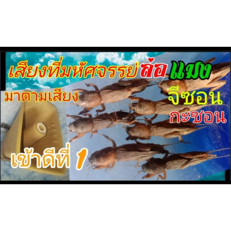 เสียงแมงจิซอน10ชั่วโมงบันทึกเสียงพร้อมใช้USB