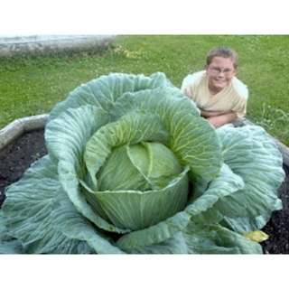 เมล็ดพันธุ์กะหล่ำปลียักษ์รัสเซีย (Giant Russian Cabbage seed)บรรจุ 100 เมล็ด ของแท้ คุณภาพดี ราคาถูก นำเข้าจากต่างประเทศ