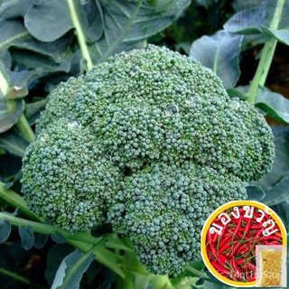 Benih Sayur Broccoli 20pcs/บรอกโคลีเมล็ด男装/向日葵/头饰/生菜/儿童/种子/芹菜/内裤/手链/文胸/ ORKF