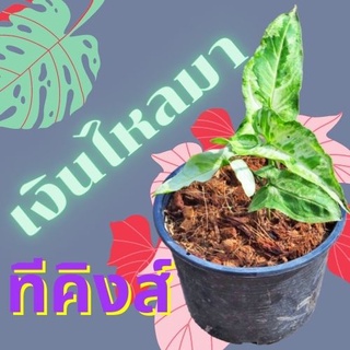 1 ต้น เงินไหลมาทรีคิง Syngonium Three King เงินไหลมา ไม้ฟอกอากาศ ส่งพร้อมกระถาง