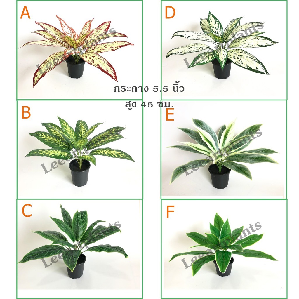 ((ต้นไม้มงคล!)) ต้นว่านมงคล เสมือนจริง สูง 40 ซม. #ต้นไม้ปลอมตกแต่งบ้าน Leeartplants