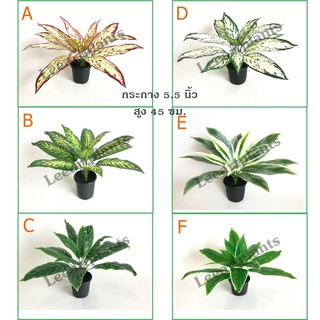 ((ต้นไม้มงคล!)) ต้นว่านมงคล เสมือนจริง สูง 40 ซม. #ต้นไม้ปลอมตกแต่งบ้าน Leeartplants