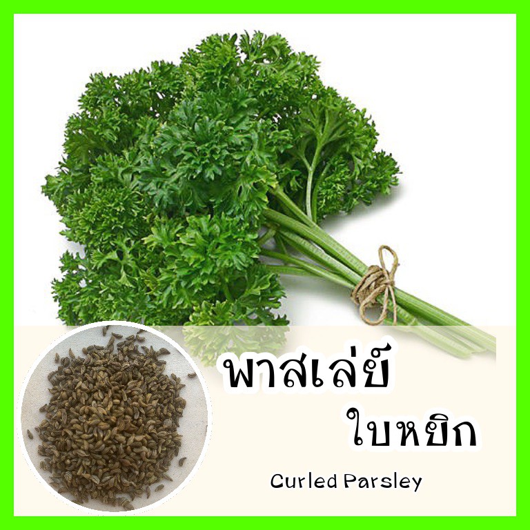 พร้อมส่ง รหัส 035 เมล็ดพันธุ์แท้ OP แท้ 100% พืชสมุนไพร ปลูกง่าย พาสเล่ย์ใบหยิก - Curled Parsley