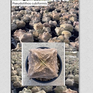 Pseudolithos cubiformis (cactus) คางคกเหลี่ยมคัดฟอร์มสวยๆ