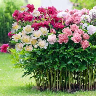 เมล็ด คุณภาพดี ราคาถูก ของแท้ 100% Herbaceous Peony Seeds Varieties Rare Paeonia Suffruticosa Flower 20Pcs  Flower Plant