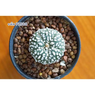 แคคตัส แอสโตรไฟตัม ซุปเปอร์คาบูโตะ 5พู  (Astrophytum asterias super kabuto)