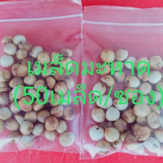 มะหาด(100เมล็ด/ซอง/99บาท)