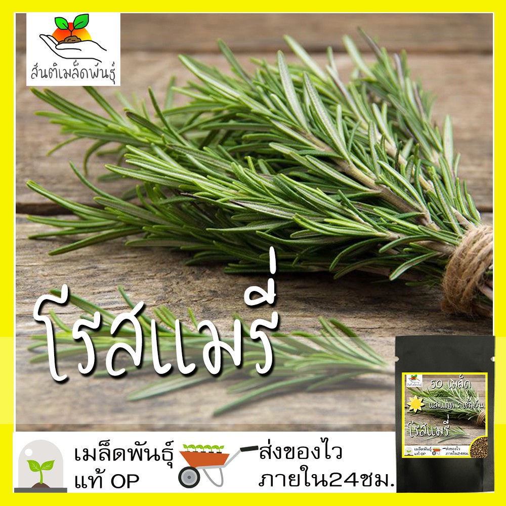 เมล็ดพันธุ์ โรสแมรี่ 50 เมล็ด Rosemary Herb Seeds เมล็ดพันธุ์แท้ นำเข้าจากต่างประเทศ ปลูกผัก สวนครัว ถูกดี โตไว พร้อมส่ง