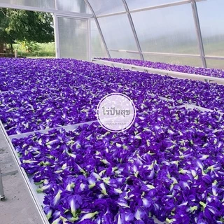 ดอกอัญชันอบแห้ง ปลอดสารเคมี เกรด A ขนาด 40 กรัม และ 100 กรัม Dried Blue Butterfly Pea,| Organic, Natural, Healthy Drink