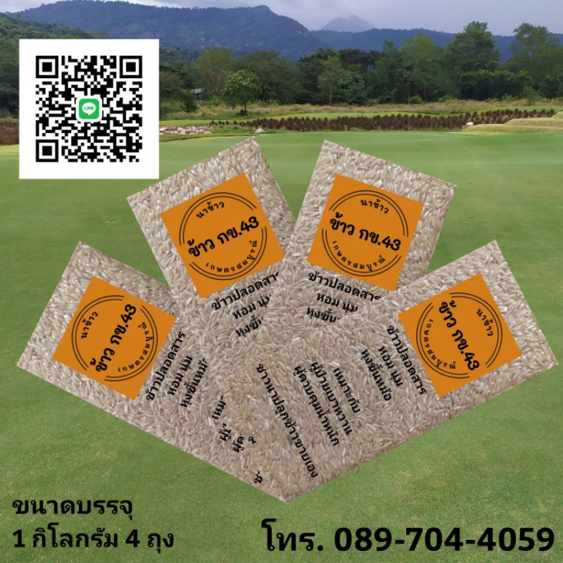 นาข้าวเกษตรสมบูรณ์ ข้าวกล้อง กข 43 แท้ 100% ส่งฟรี ปลอดสารเคมี ชาวนาขายเอง นาข้าวน้ำหมัก น้ำตาลน้อย